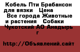 Кобель Пти Брабансон для вязки › Цена ­ 30 000 - Все города Животные и растения » Собаки   . Чукотский АО,Анадырь г.